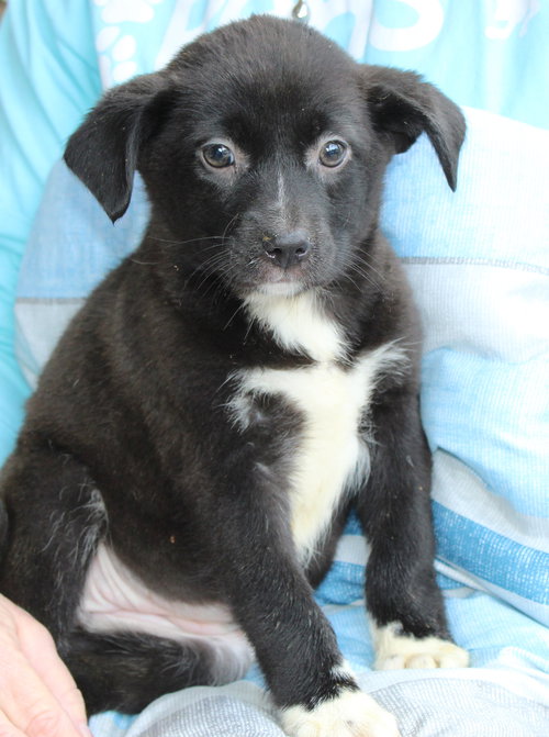 PRANCER 42905 - Labrador Retriever available for adoption