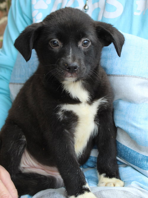 PRANCER 42905 - Labrador Retriever available for adoption