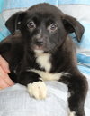 Prancer 42905 - Photo 3