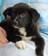 Prancer 42905 - Photo 4