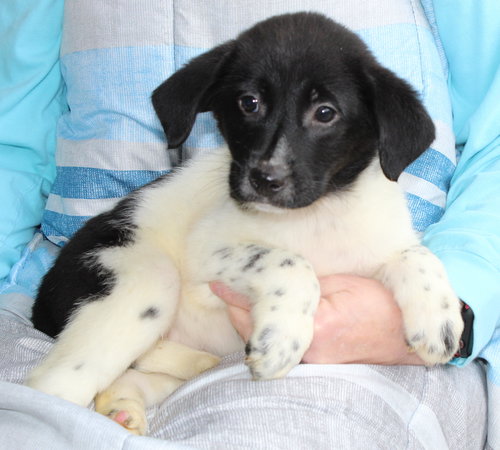 VIXEN 42910 - Labrador Retriever available for adoption