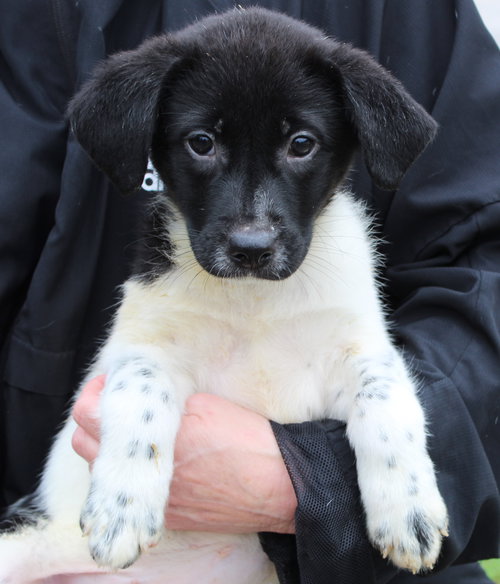 VIXEN 42910 - Labrador Retriever available for adoption