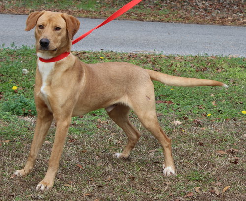 BUDDY 42928 - Labrador Retriever / Golden Retriever available for adoption