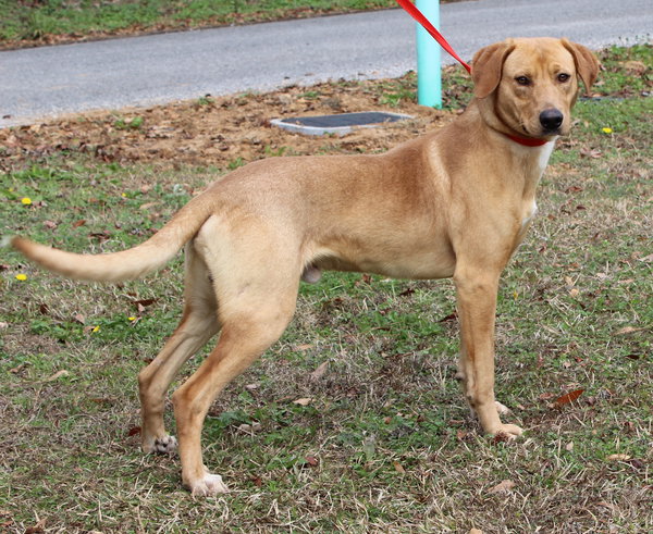 Buddy 42928