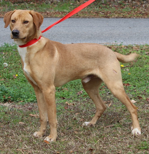 BUDDY 42928 - Labrador Retriever / Golden Retriever available for adoption