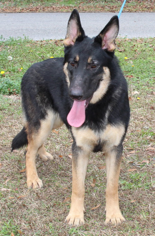 MOCHA 42970 - German Shepherd Dog available for adoption