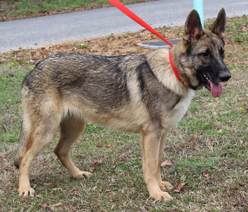 LATTE 43011 - German Shepherd Dog available for adoption
