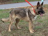 Latte 43011 - Photo 4