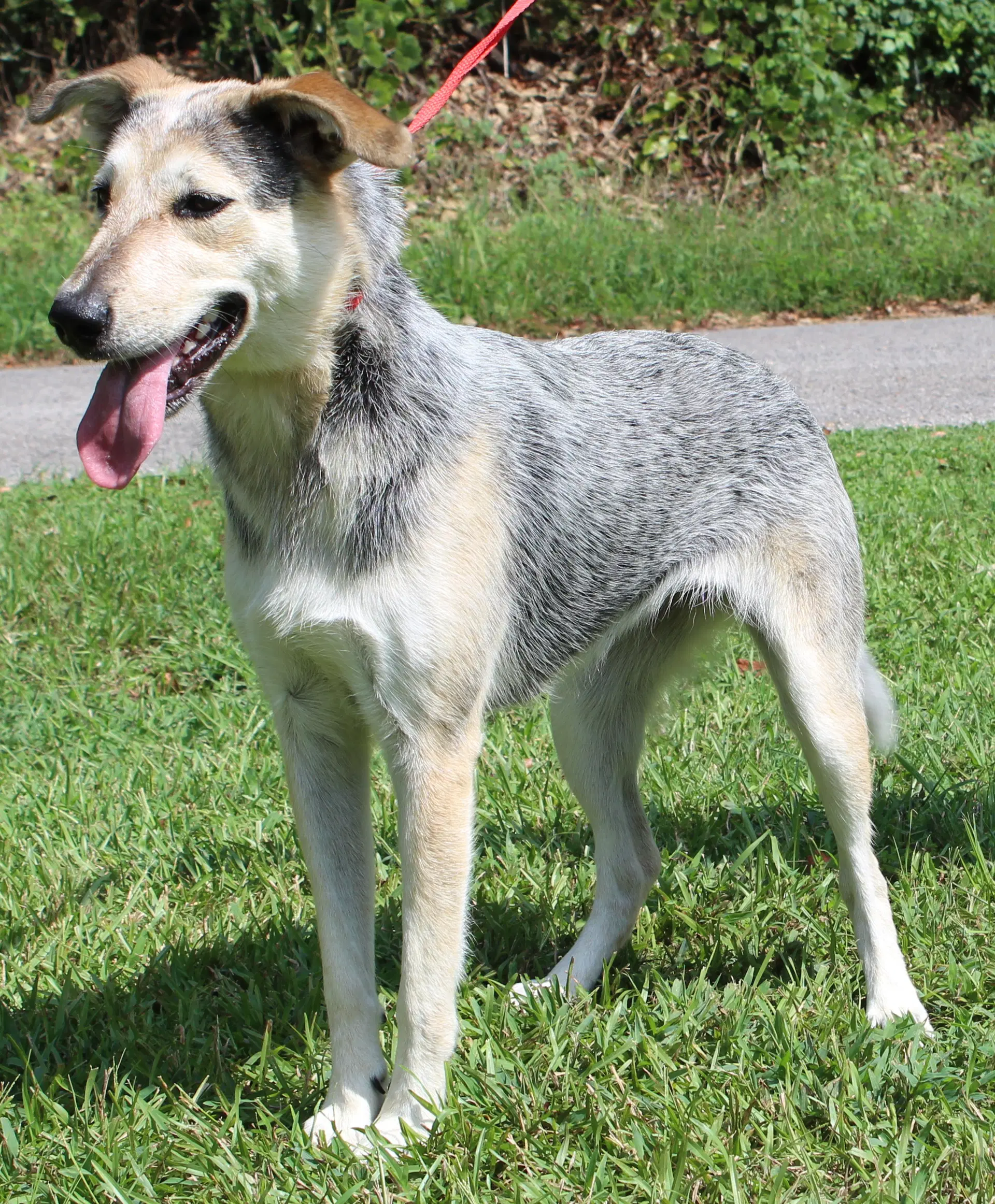 Sadie image 2