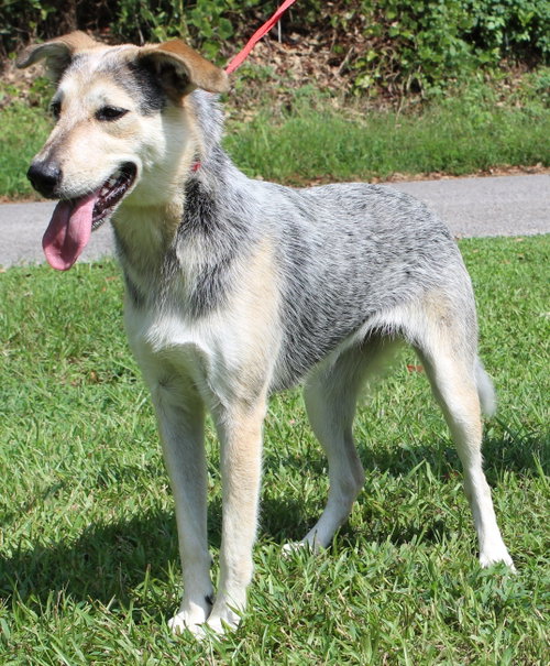 Photo 2 of Sadie 42953