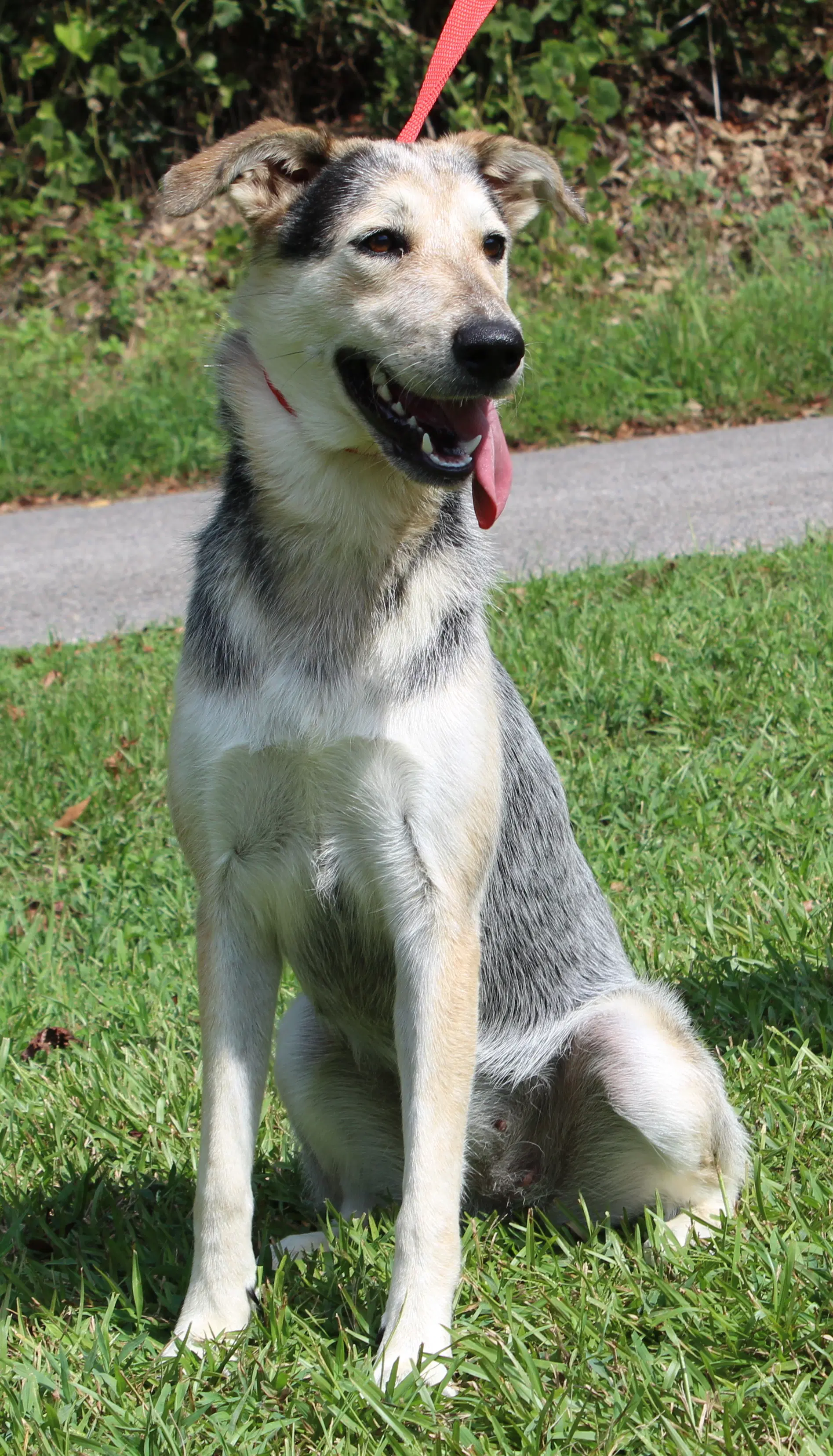 Sadie - Husky