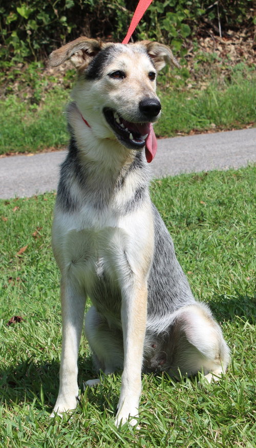 Sadie 42953, a dog for adoption from Prattville Autauga Humane Society