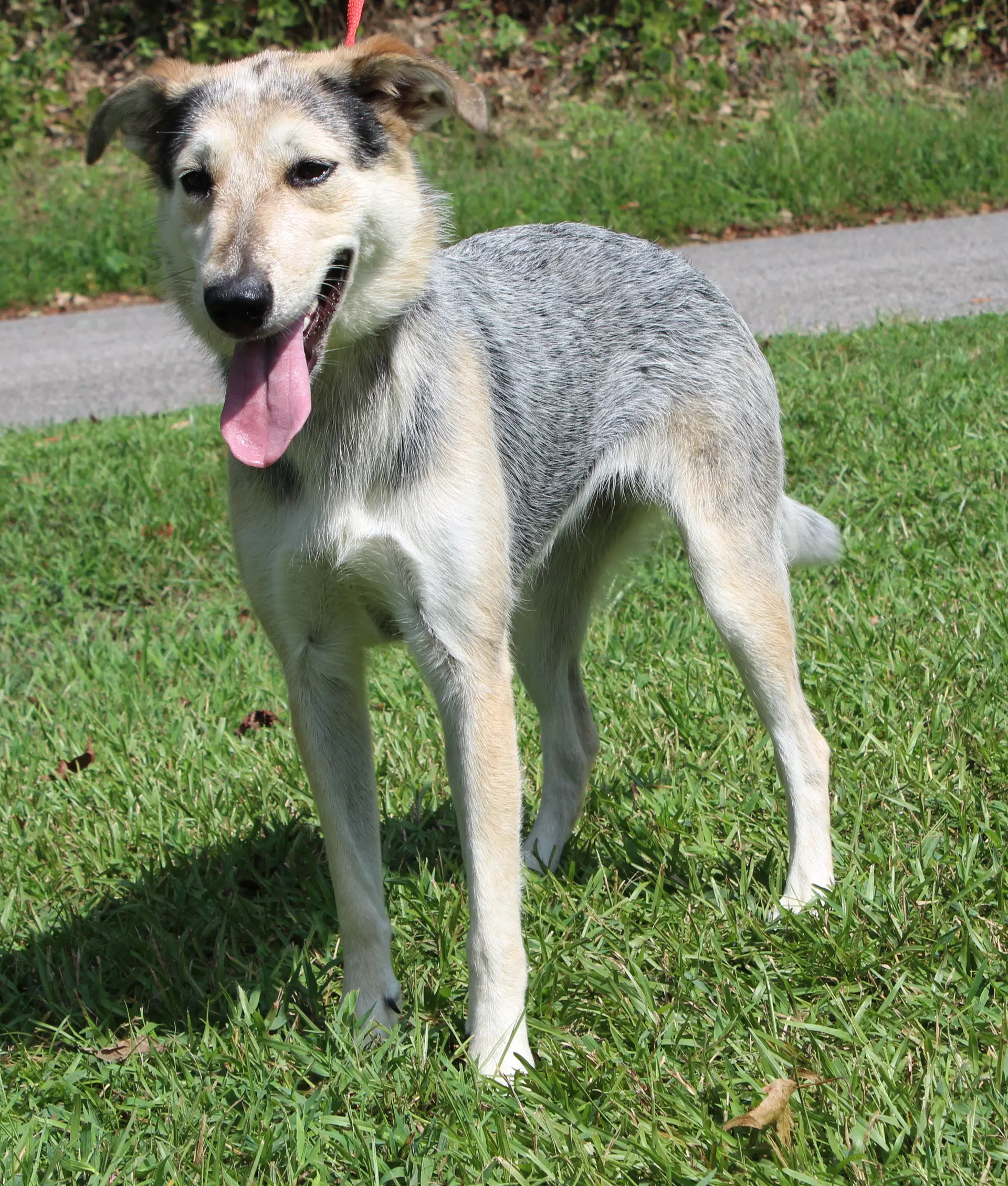 Sadie image 4