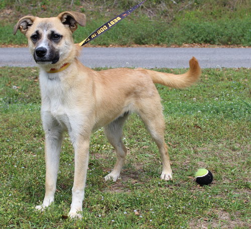 Little Jack 42992, an adoptable Shepherd in Prattville, AL