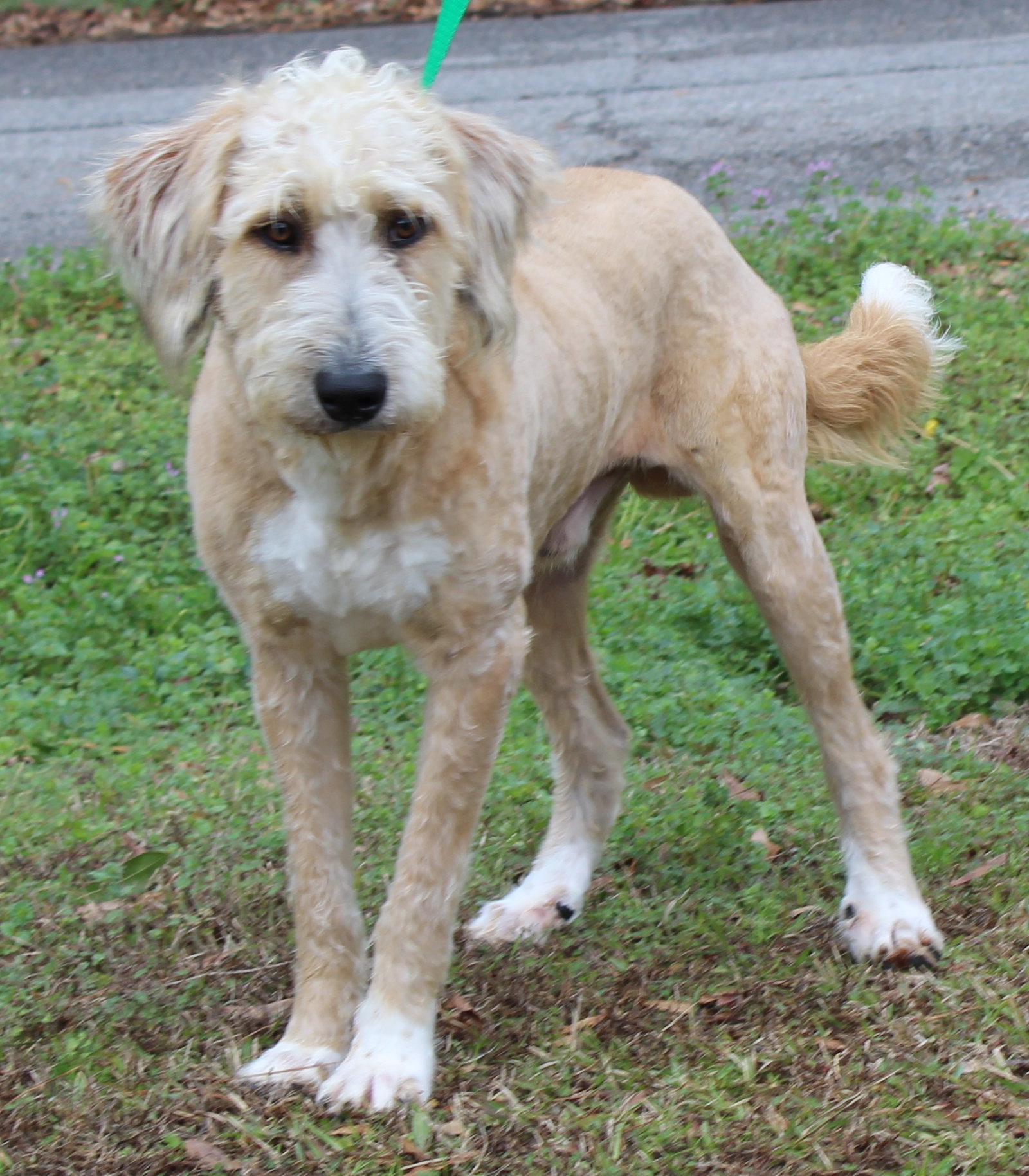 Trelawny 43009 Image