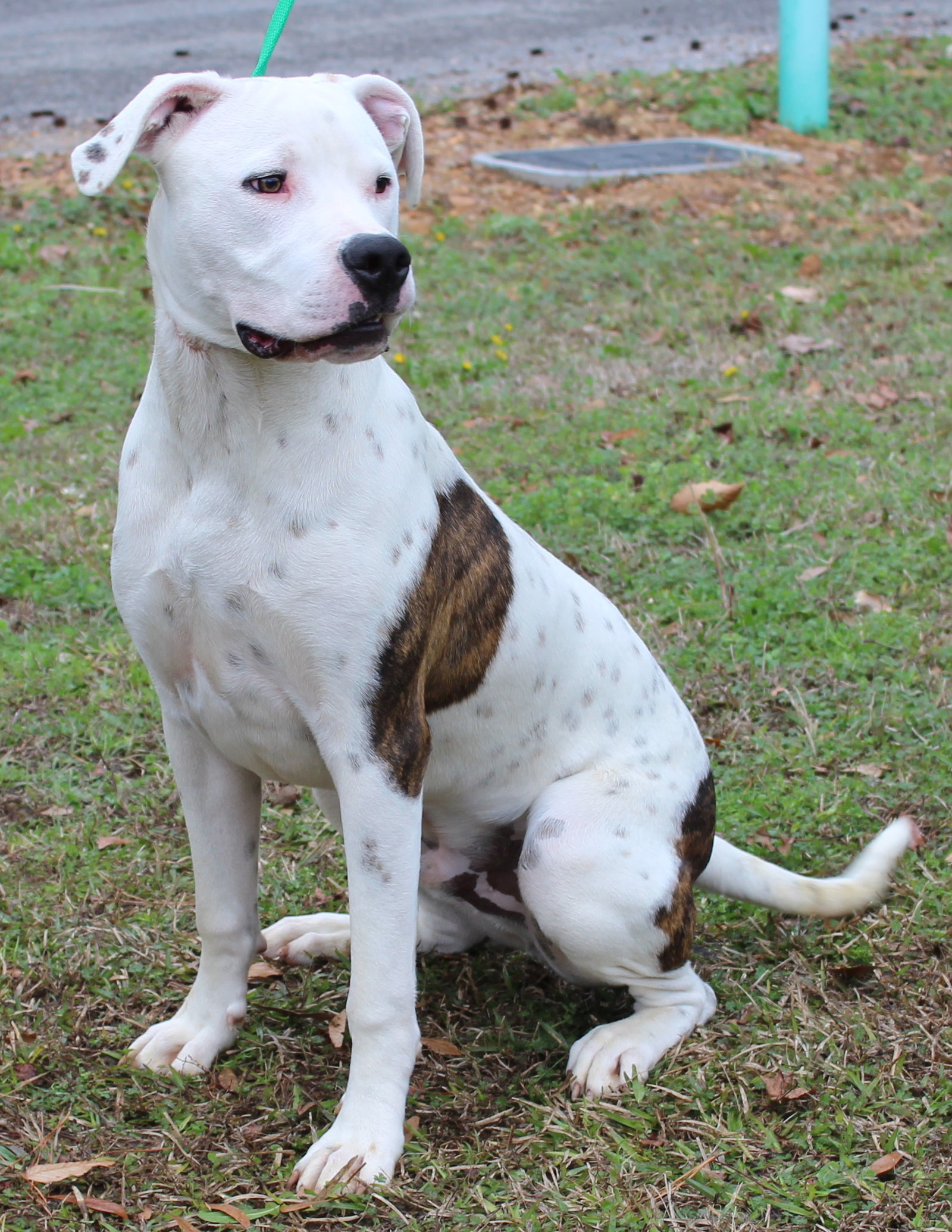 Louie 42529 Image