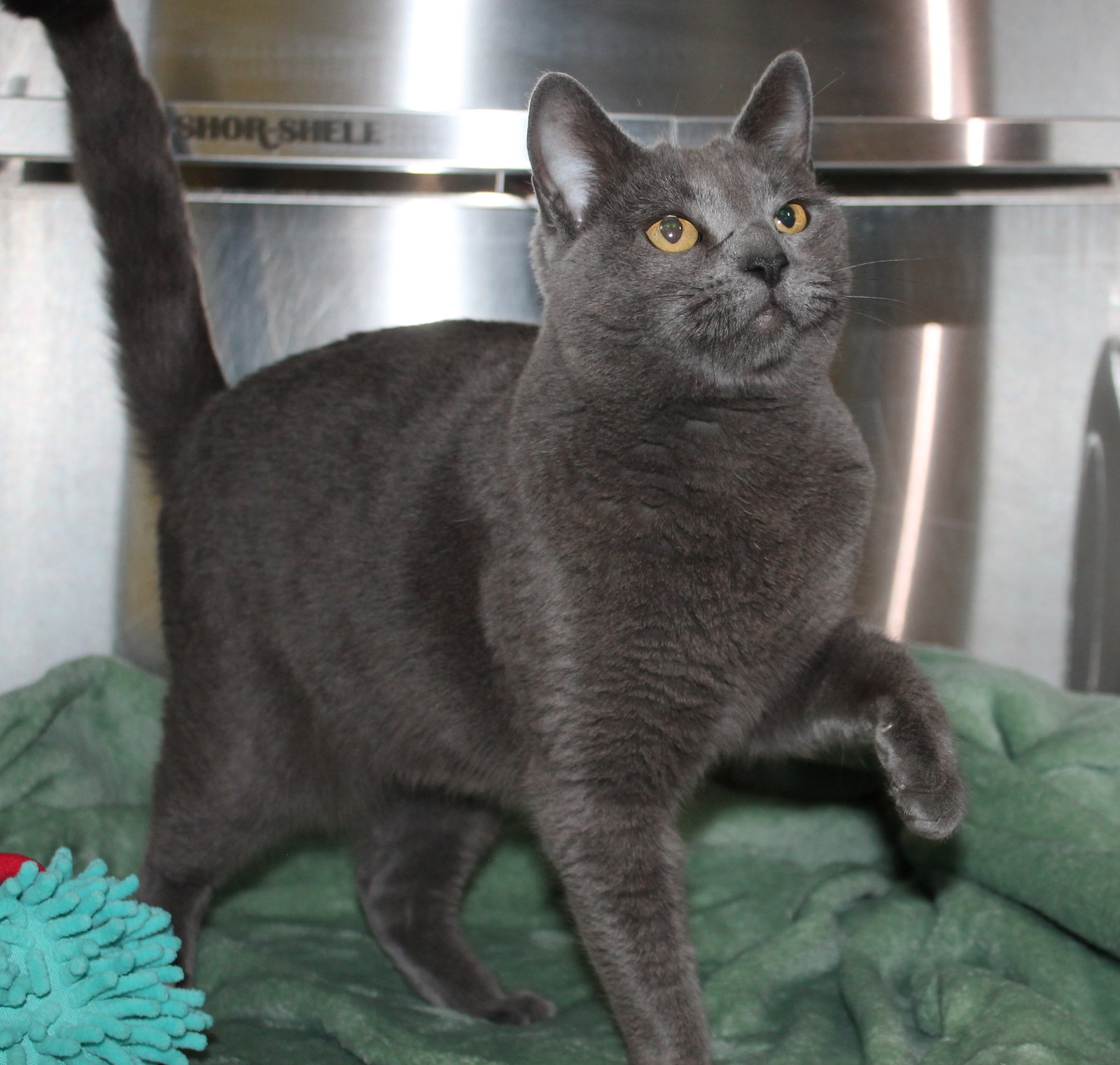 Molly - 43043 Image