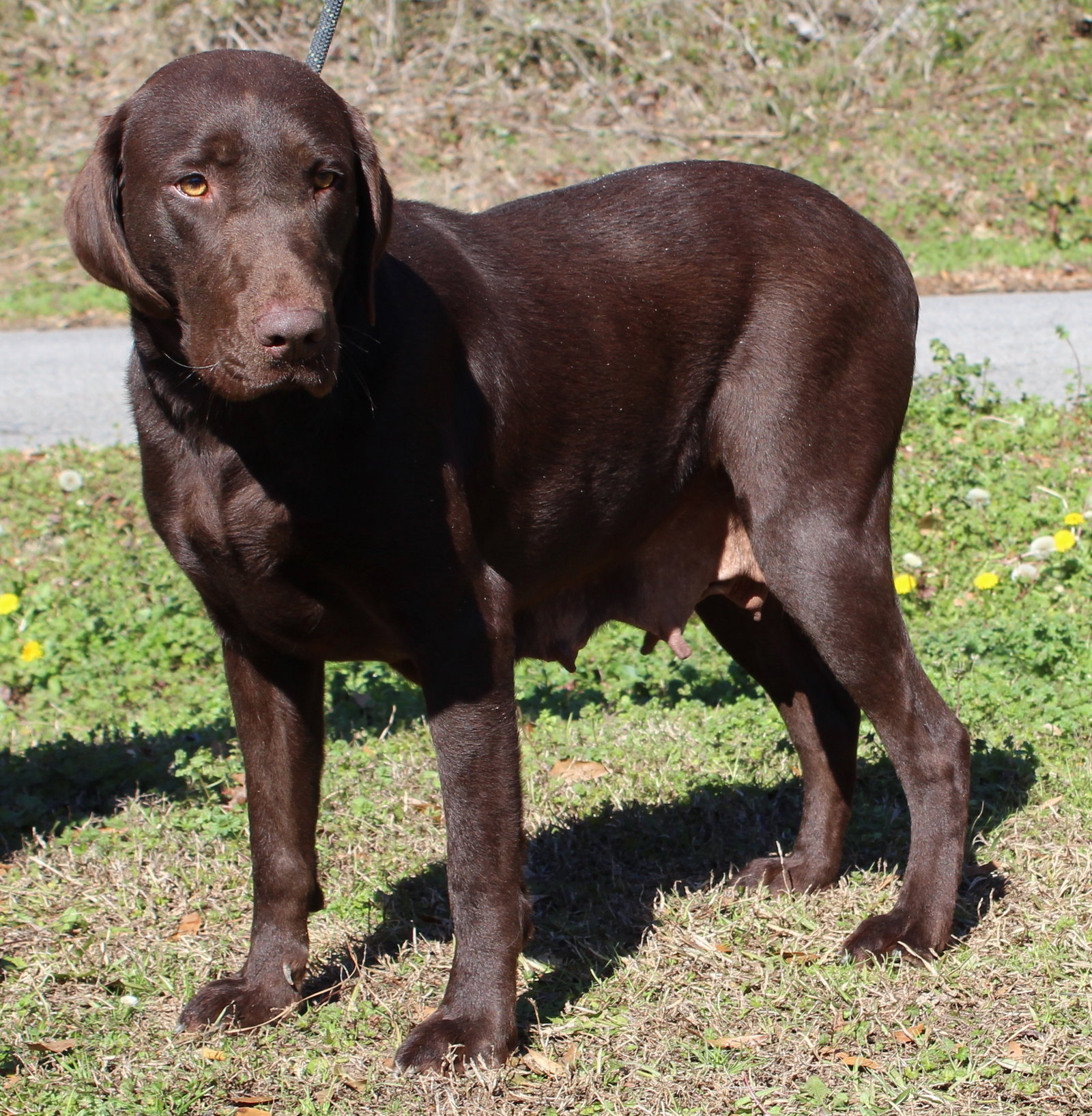 Coco 43069 Image