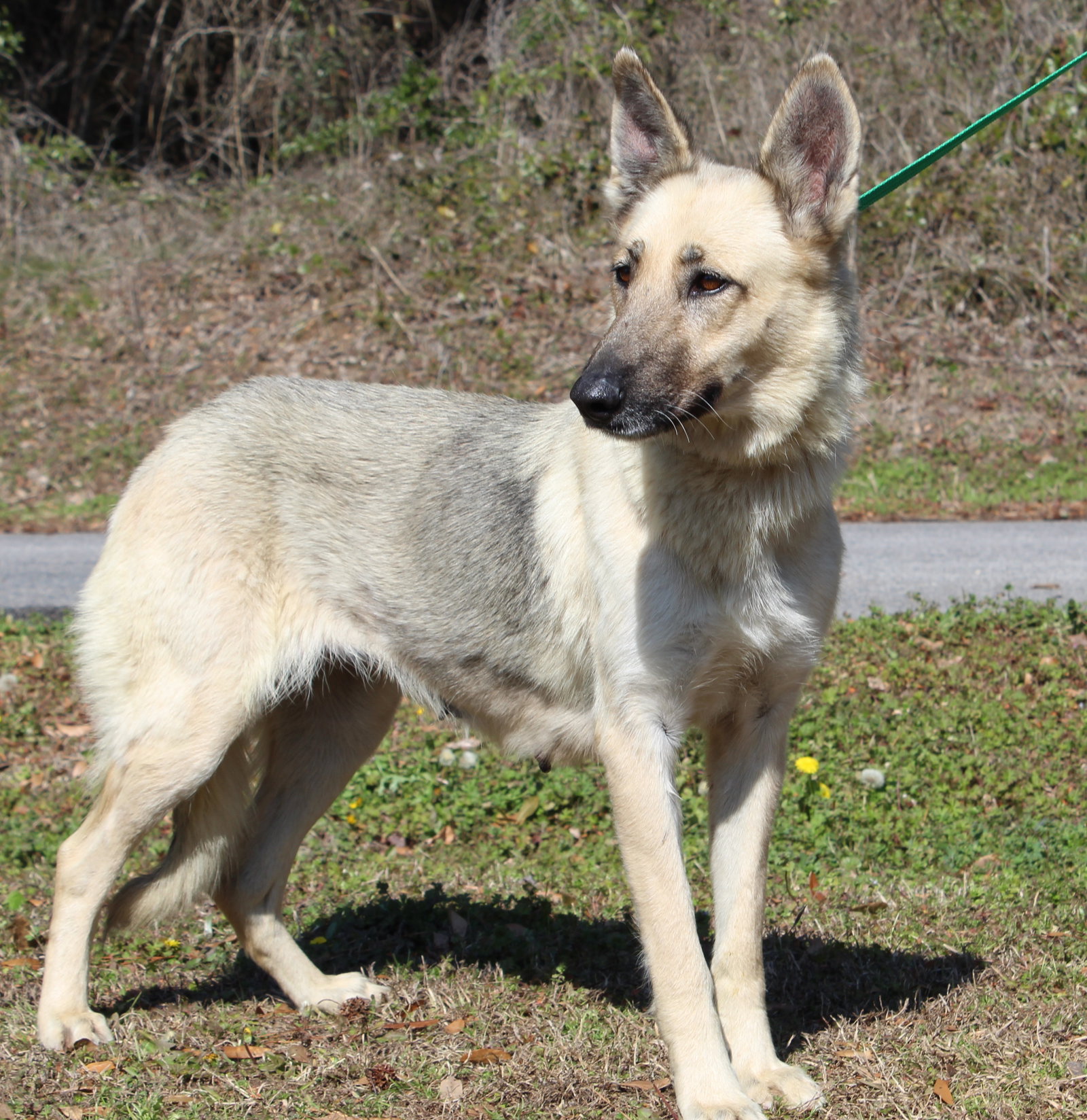 Layla 43140