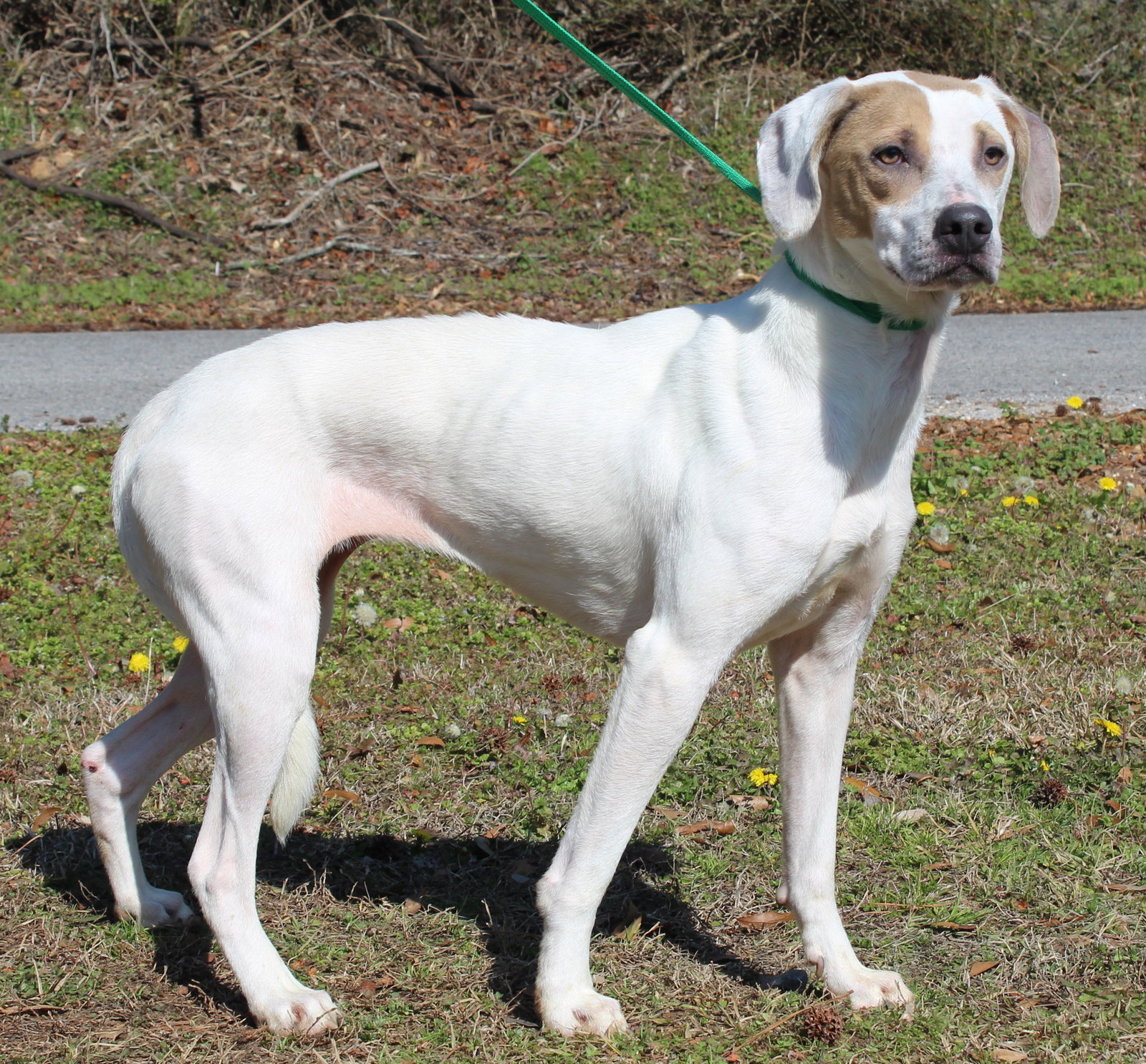 Millie 43026