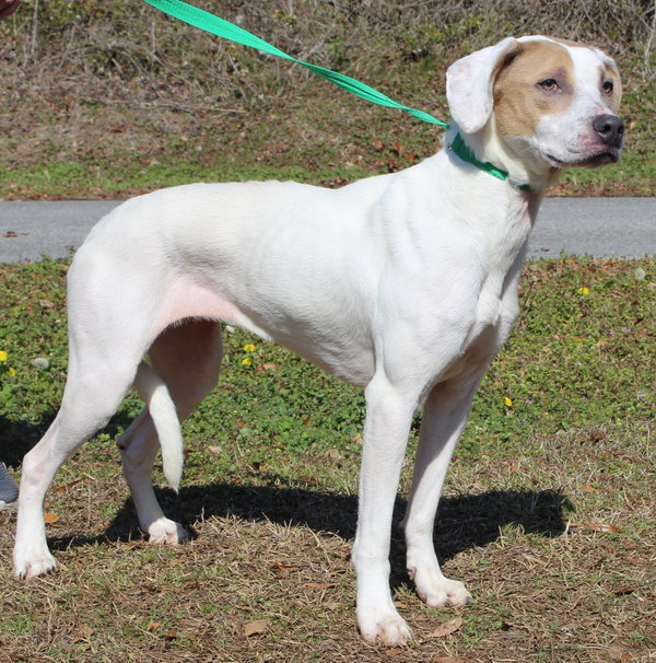 Millie 43026