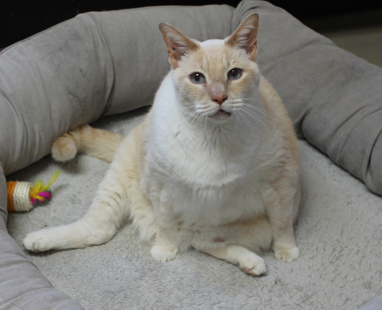 Tigger - 43159 Image