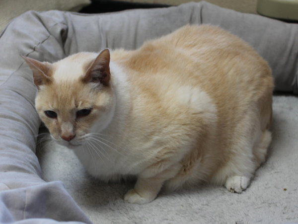 Tigger - 43159