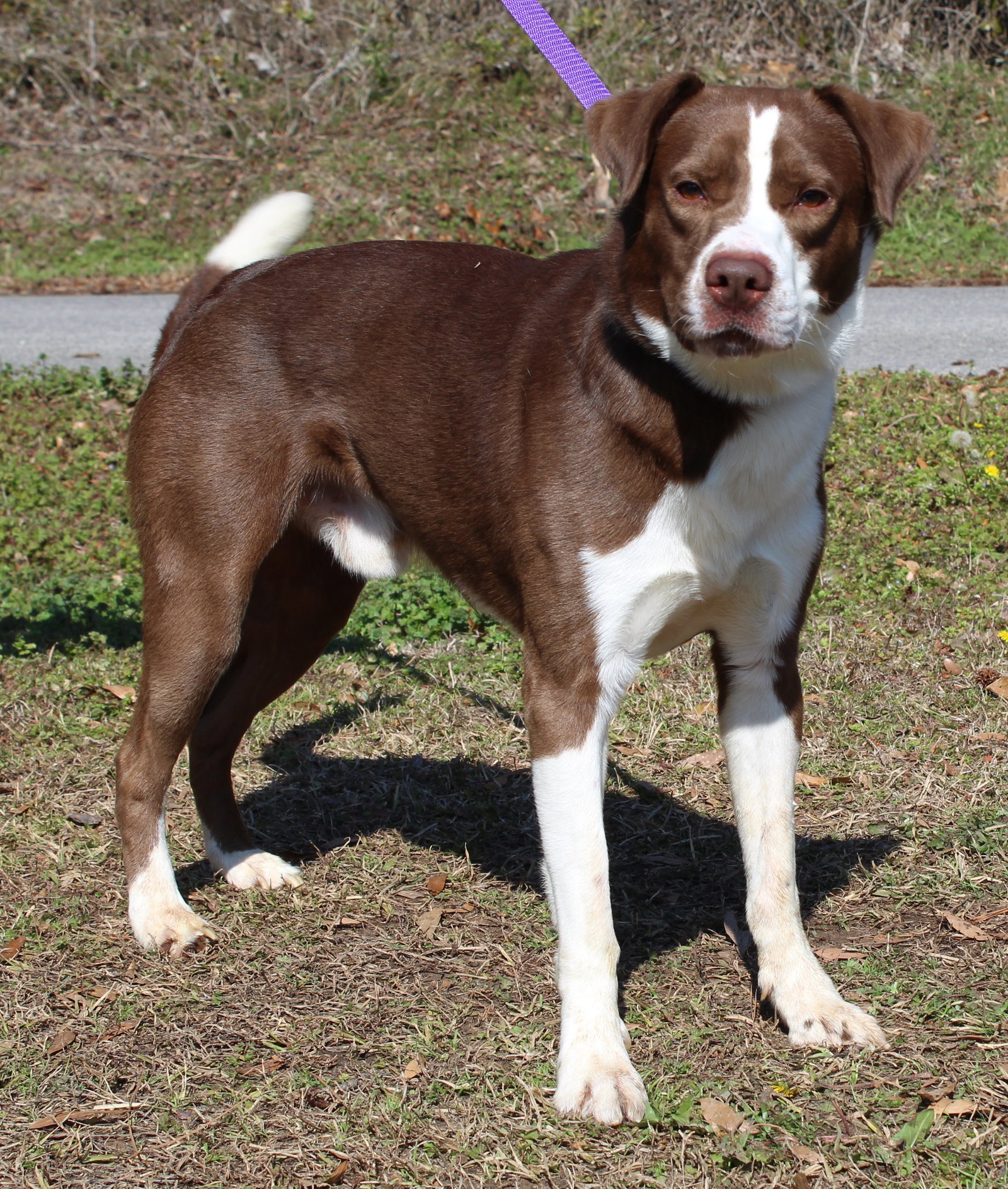 Rocko 43142