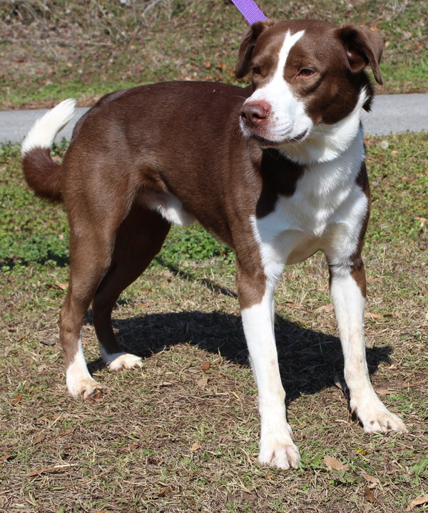 Rocko 43142
