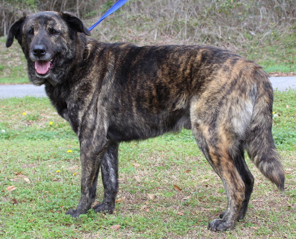 Scrappy 43187