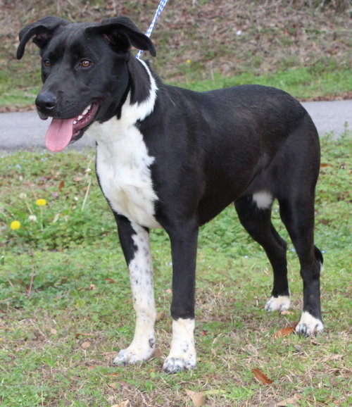 Orea 43163, an adoptable Labrador Retriever in Prattville, AL