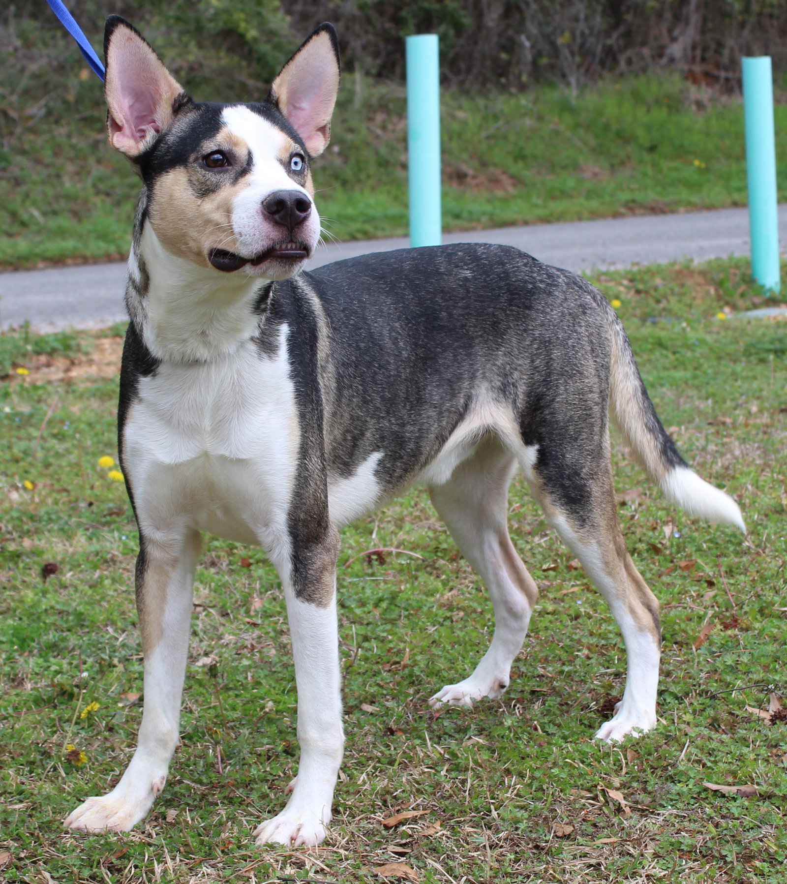 Siberian Husky
