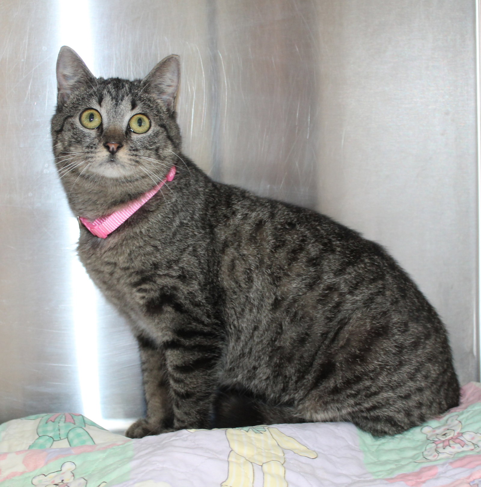 Minnie - 43074 Image