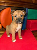 Brownie 43190 Image