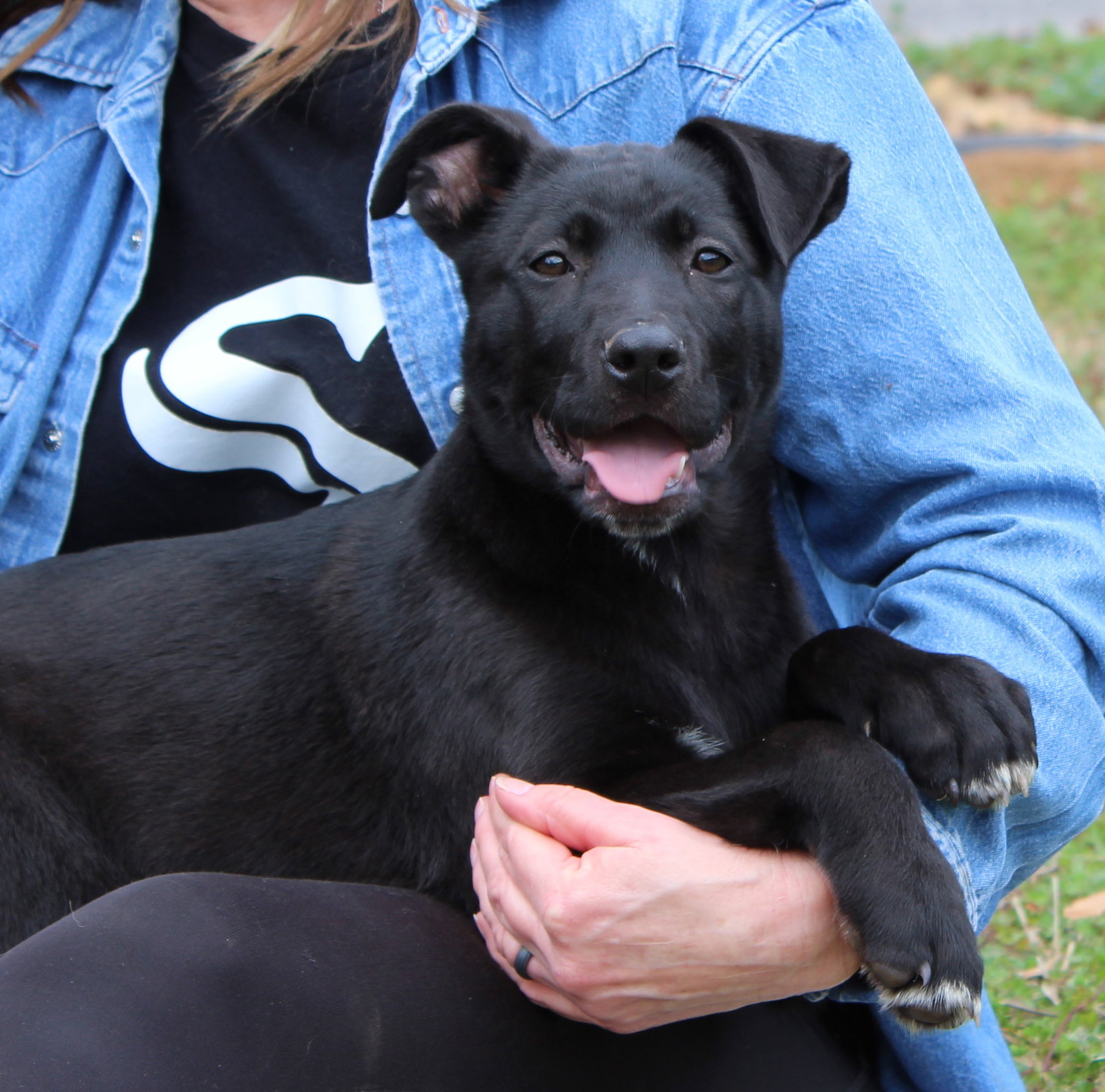 Labrador Retriever