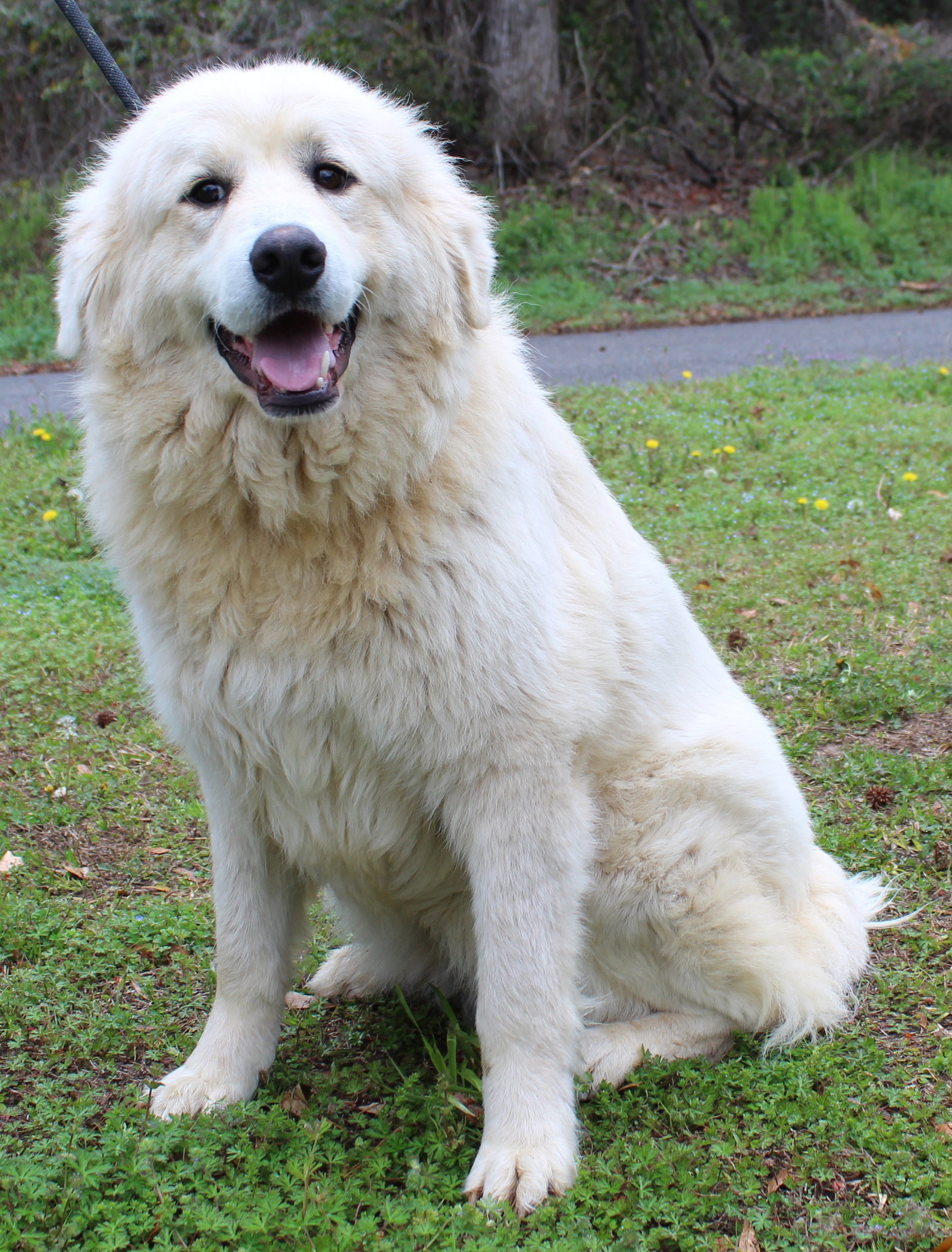 Bellatrix (Trixy) 43245 Image