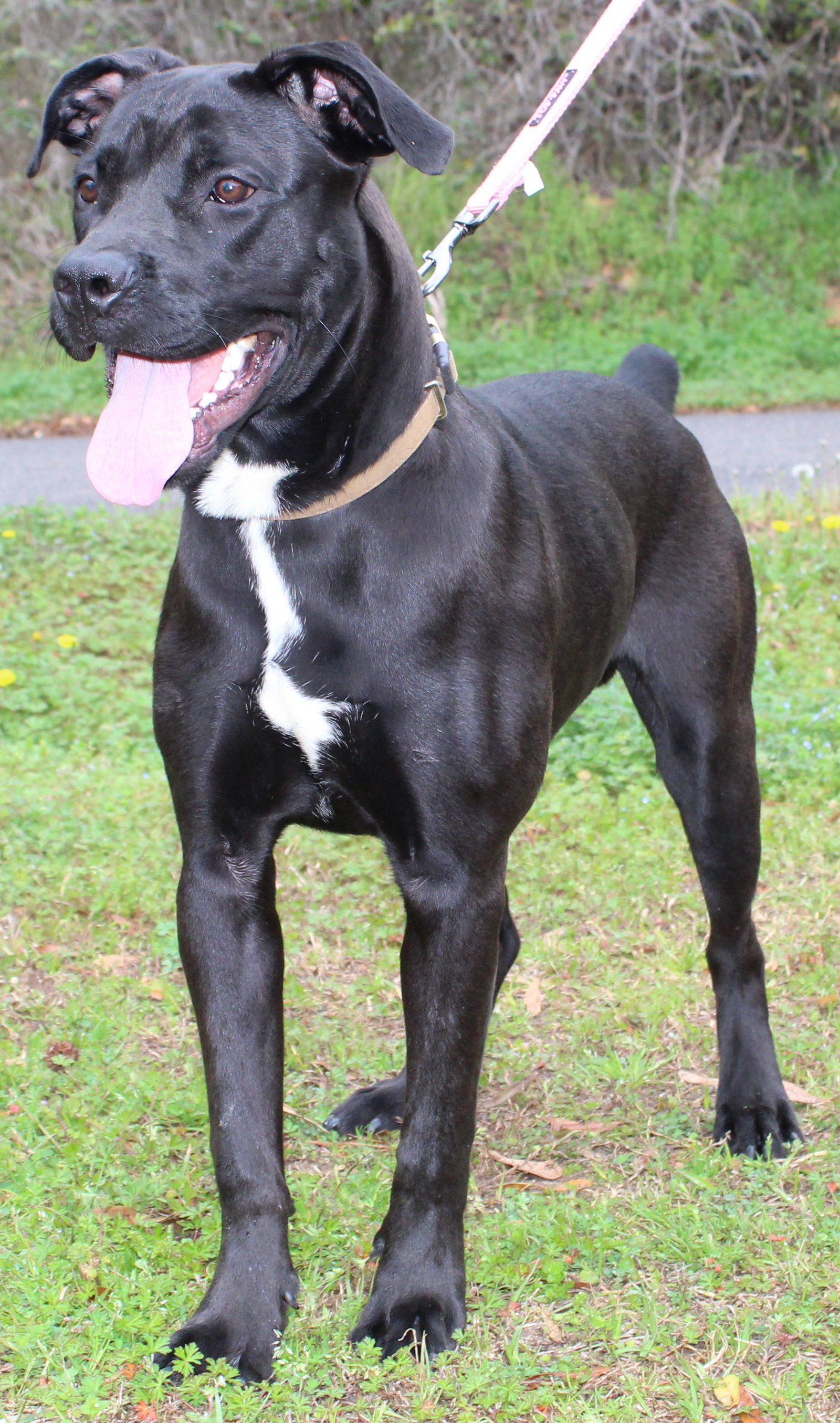 Jake 43200 Image