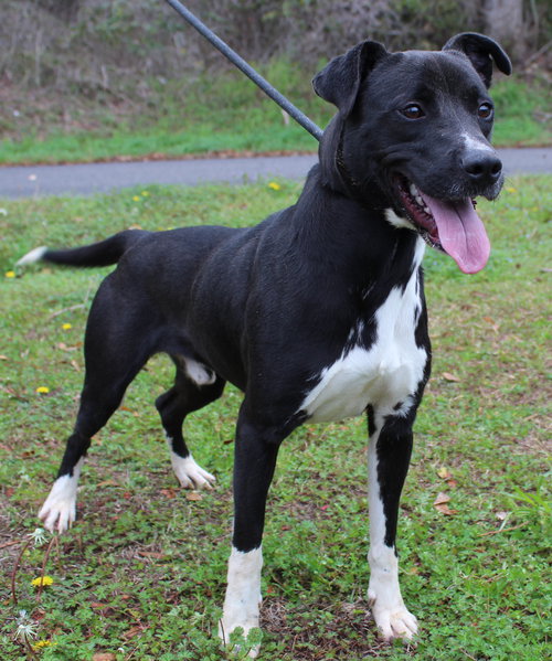 ROD 43203 - Black Labrador Retriever available for adoption