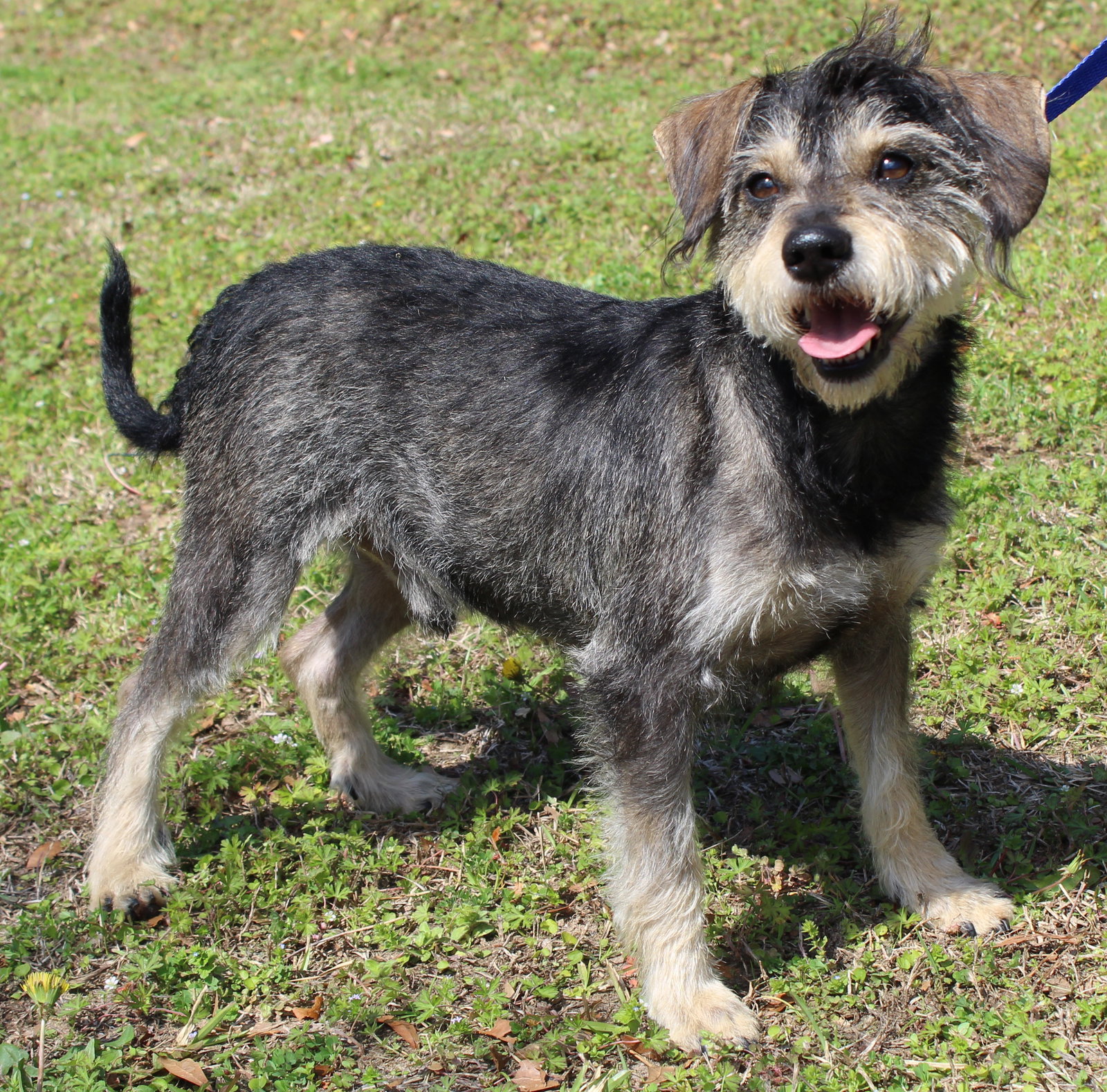 Terrier