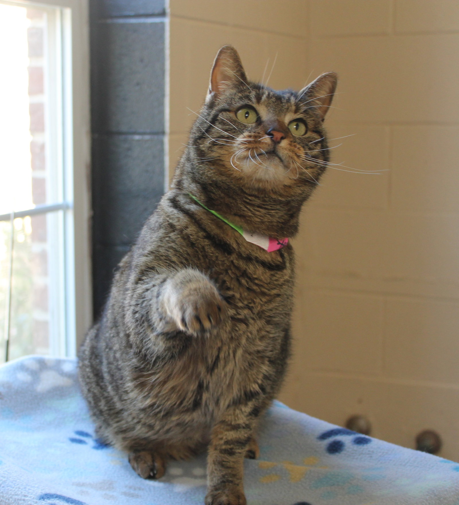 Mrs. Meowski - 43178 Image