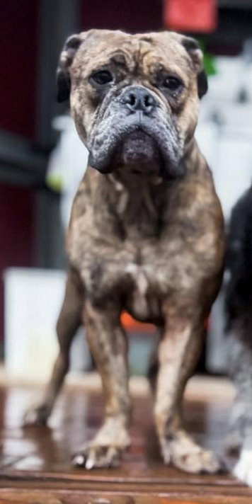 Bulldog