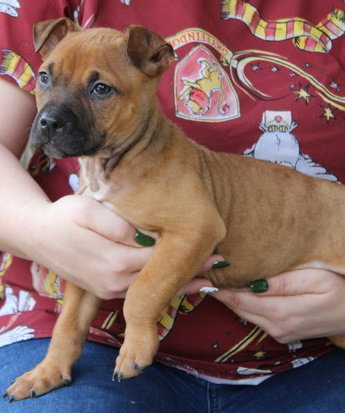 Brodie 43268, an adoptable Boxer in Prattville, AL