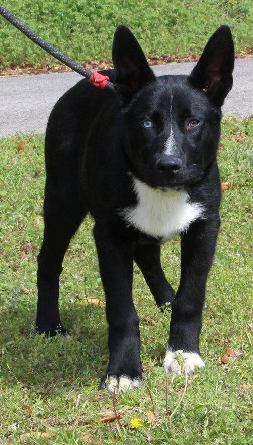 Skunk 43303, an adoptable German Shepherd Dog in Prattville, AL