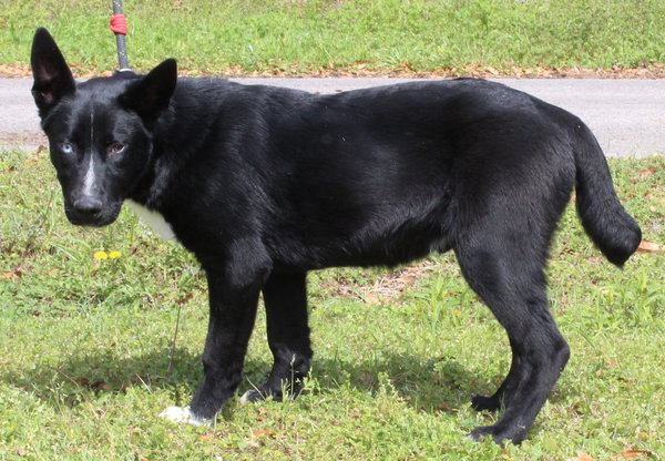 Skunk 43303