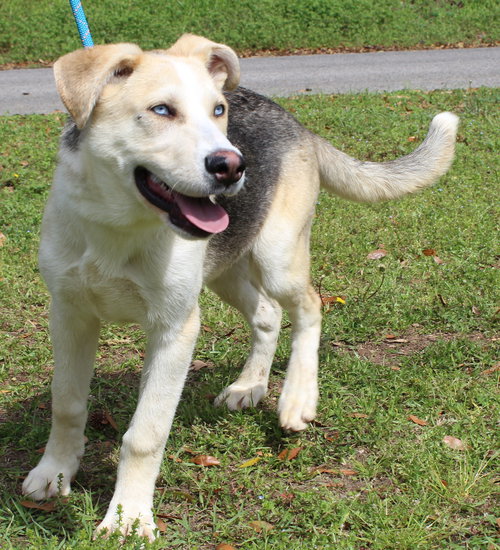 Junior 43301, an adoptable German Shepherd Dog in Prattville, AL