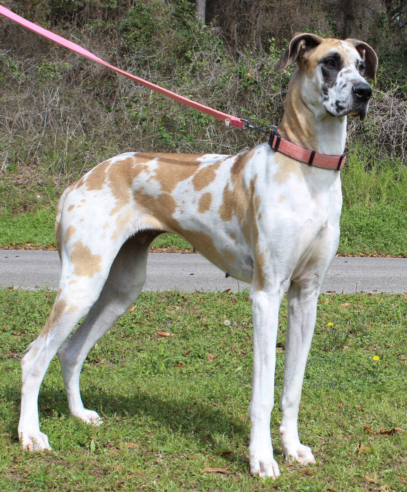 Daisy 43237 Image