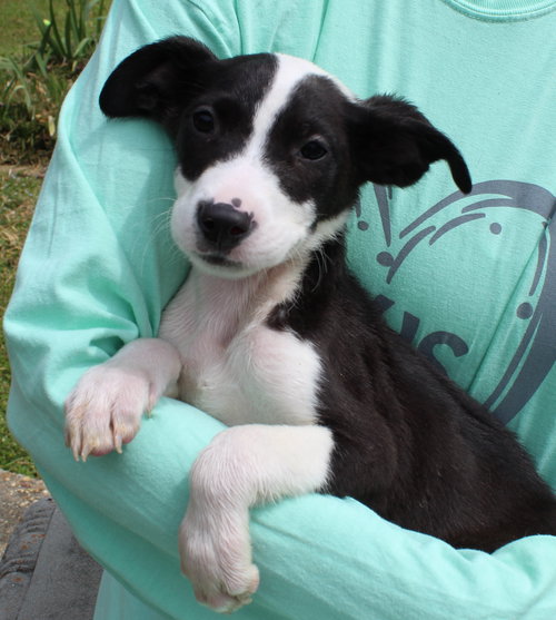 Jasper 43315, an adoptable Labrador Retriever in Prattville, AL