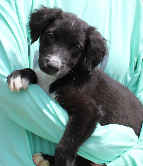Dale 43310, an adoptable Labrador Retriever in Prattville, AL