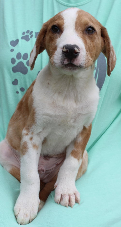 Emmett 43314, an adoptable Labrador Retriever in Prattville, AL