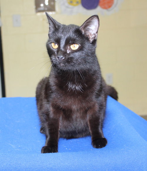 Lali - 43292, an adoptable Domestic Short Hair in Prattville, AL